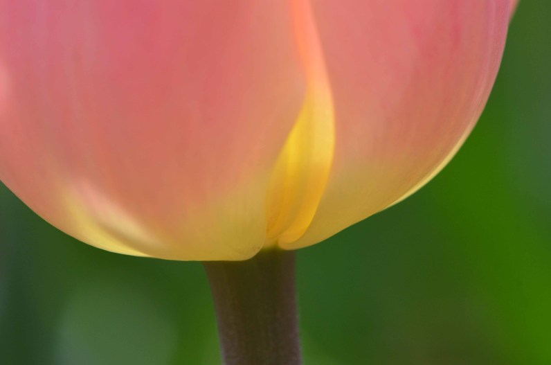 RBG tulip sm